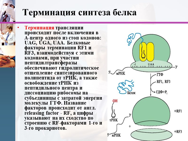 Терминация синтеза белка Терминация трансляции происходит после включения в А-центр одного из стоп кодонов: